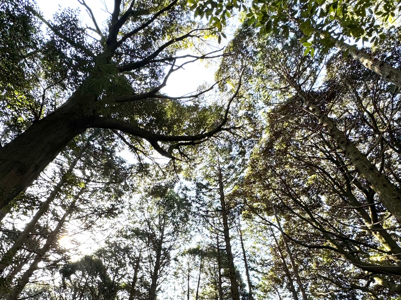 An upward image of different trees in the woods, emphasizing the importance of sustainability in entrepreneurship